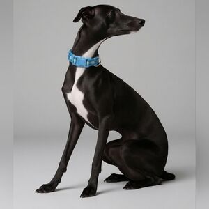 Dog Collar-Turtle Print